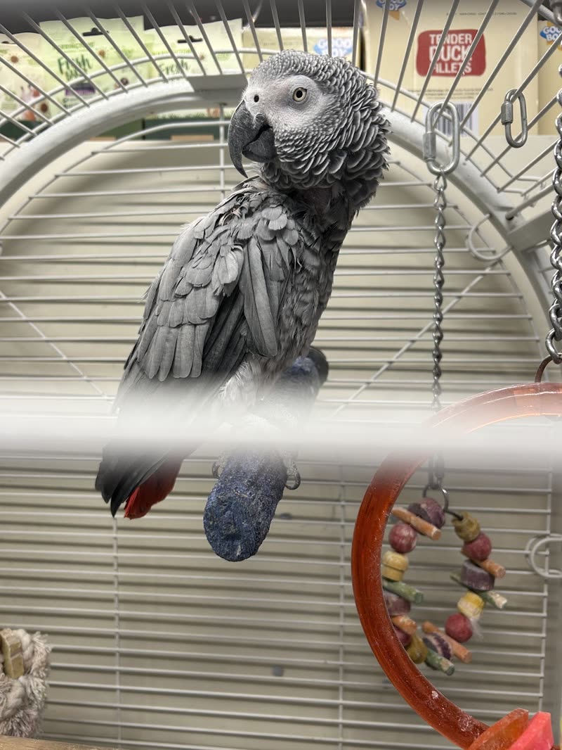 An African grey parrot perched in a cage beside a wooden toy