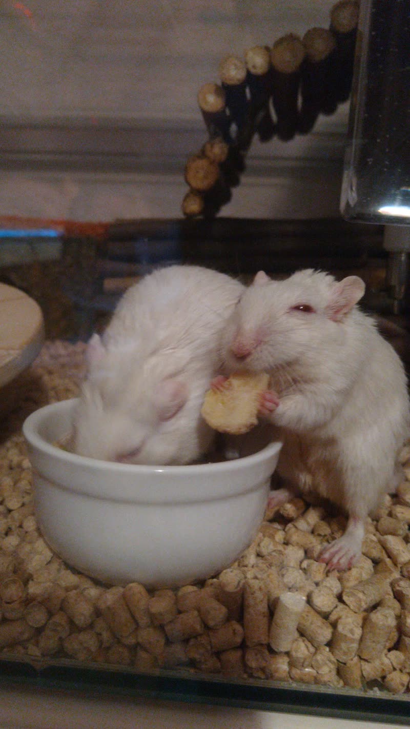 Two white dwarf rodents sharing a food bowl in a bedded tank