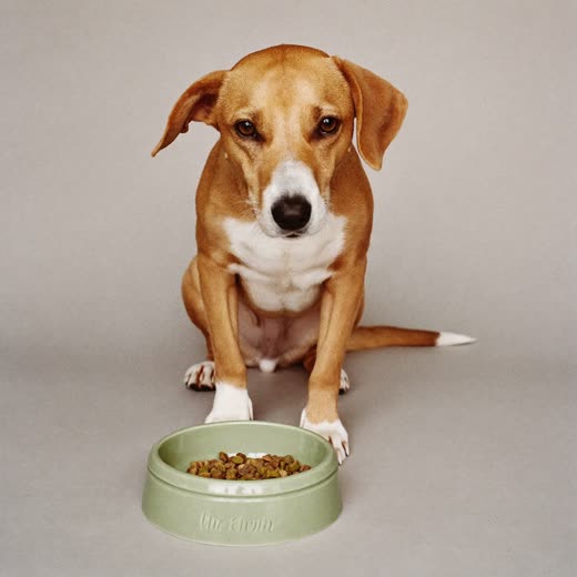 A dog beside a plain food bowl