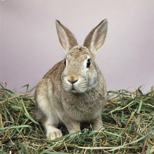 A rabbit sitting on clean hay