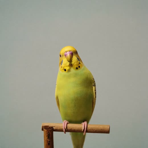 A budgerigar on a plain perch