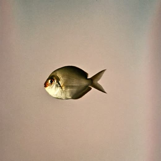 A small tropical fish in clear water